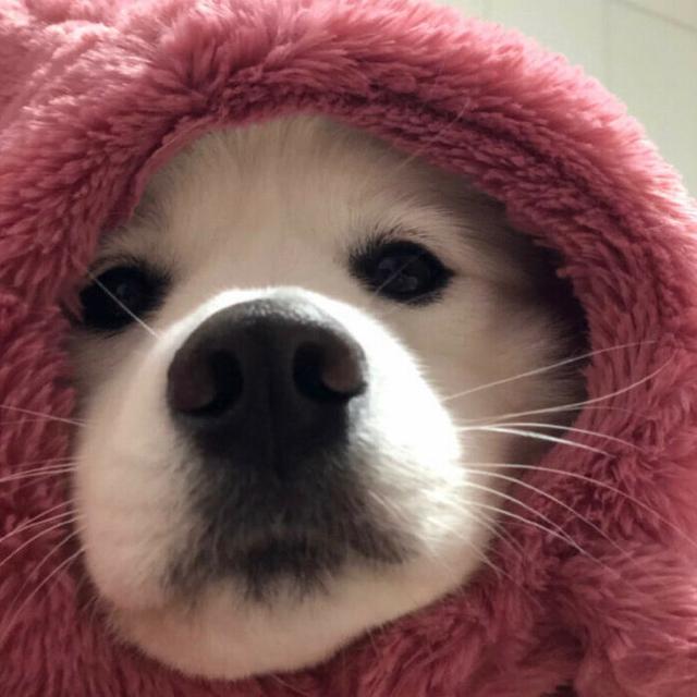 表情包恶搞系列头像微信，表情包恶搞系列头像（表情包一组搞怪头像）