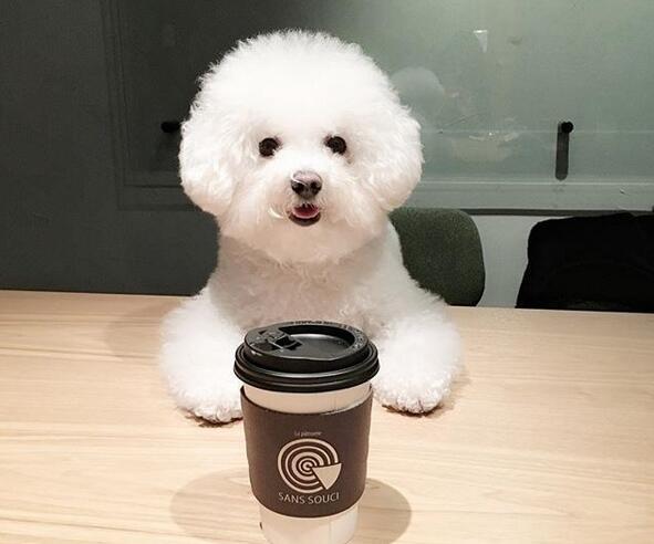 宠物狗品种图片大全，宠物狗的品种（常见宠物狗大全：品种）