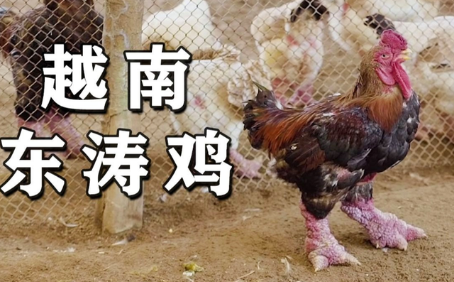 十大名鸡谁最贵，有名好吃的鸡排行榜前十名（越南“天价鸡”）