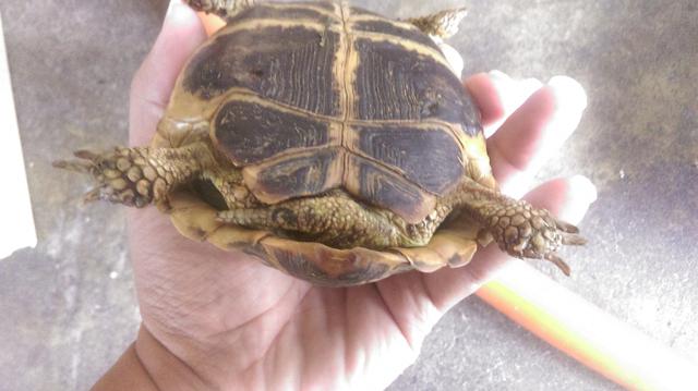 俄罗斯陆龟是什么龟，俄罗斯陆龟是什么龟类（又叫俄罗斯陆龟）