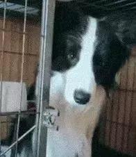 牧羊犬喜欢吃什么，还有这些特性让你又爱又恨