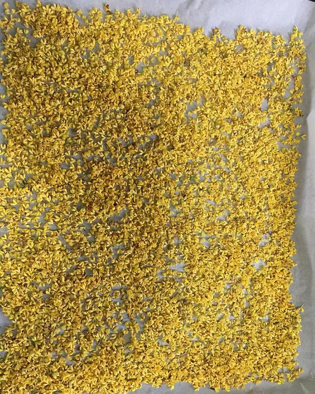 鲜桂花如何保存，蜜桂花怎么做（<教你保持金黄色不变黑>）