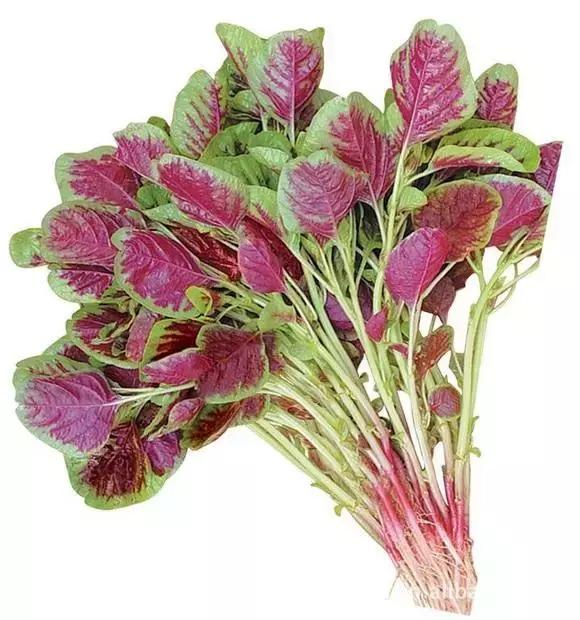 大头菜和卷心菜是一个菜吗，卷心菜和包菜的区别（12种蔬菜的N种四川喊法）