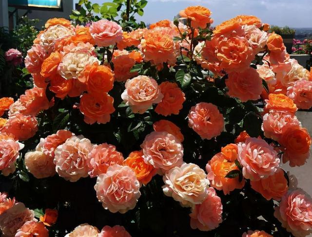 好看的月季花叶片，适合新手养的“2种月季”