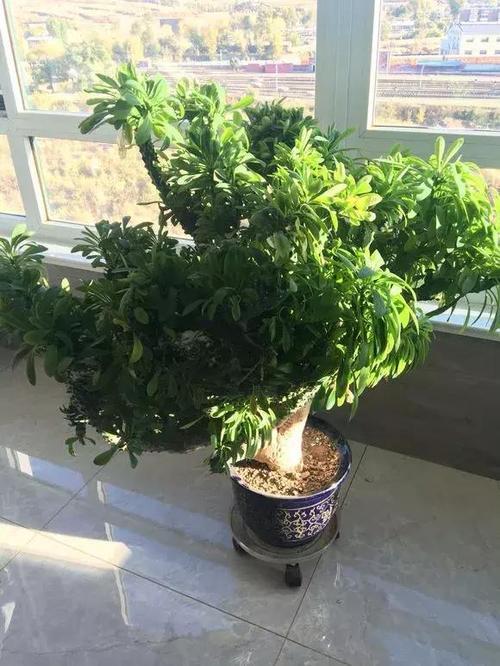 67种有毒多肉，这些多肉谨慎买