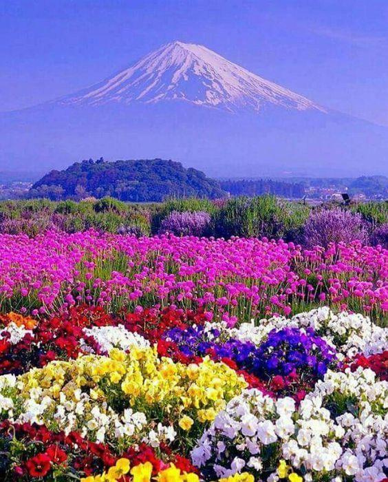 花景生多云讲什么，花景生（漫山遍野的鲜花，满眼春光）