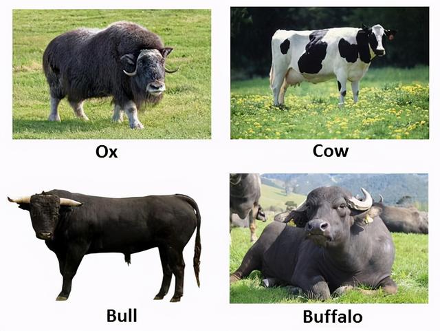 bull是什么牌子开关，bull电器（牛年的牛用ox、cow还是bull）