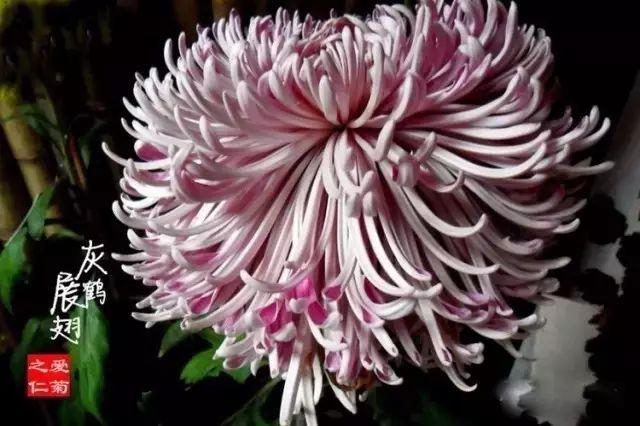 世界最美菊花80种太美了，金秋十月赏菊花——世界最美菊花80种送给您