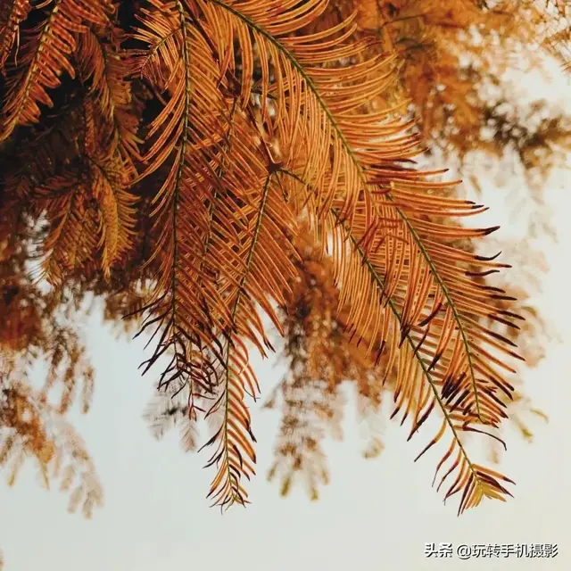 轻颜相机最新版本下载2022免费，轻颜相机免费下载安装（直接抄作业谁修都好看）