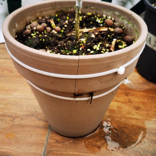 绑扎带方法，捆扎带怎么绑（打造花园里的绑扎带）