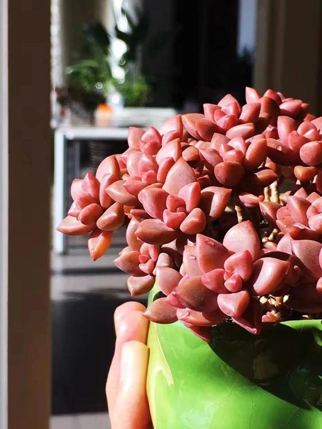 西柚是什么,西柚是什么软件(西柚,多肉,看起来都挺好吃)