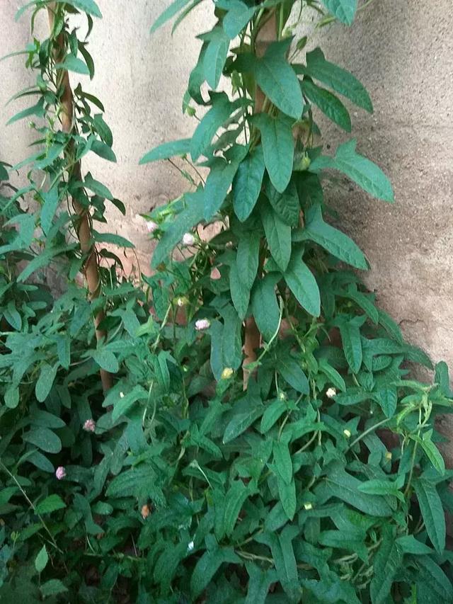 绿萝好养吗,绿萝怎样栽培(绿萝竟然排在倒数第1) 绿萝好养吗,绿萝怎样栽培(绿萝竟然排在倒数第1)