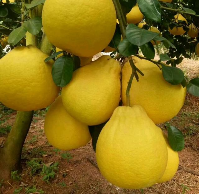 柚子类包括哪些，看果皮怎么区分它们