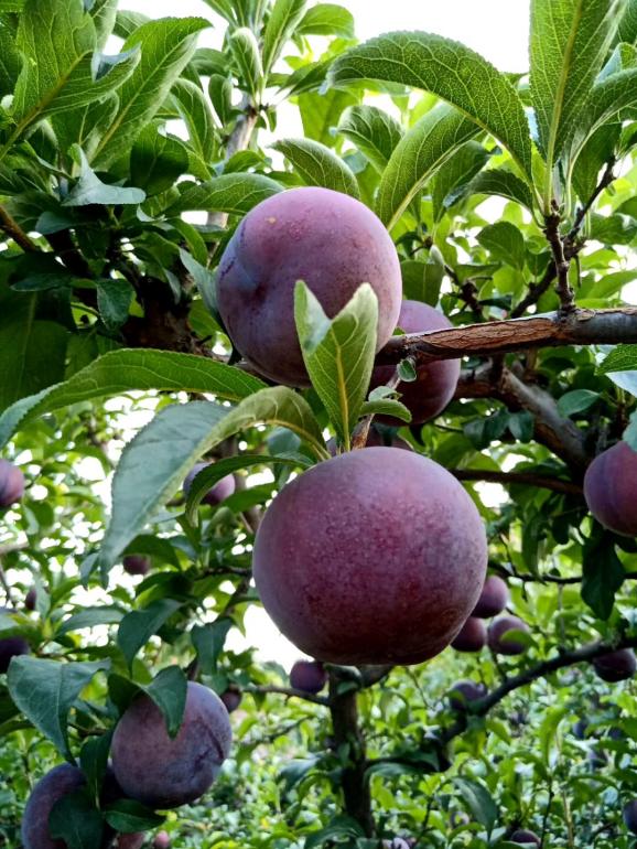 黑布林是李子吗，黑布林和李子是一种水果吗（黑布林和黑宝石李你能分辨出来吗）