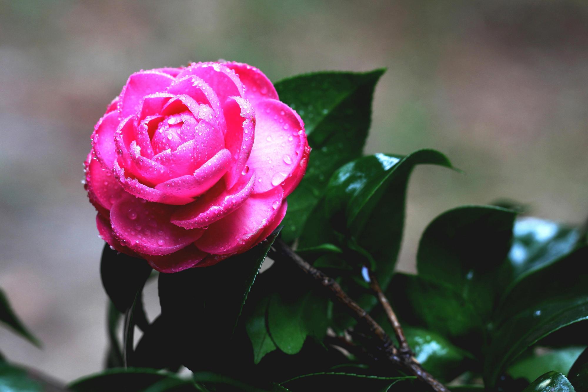 水晶兰的花语,花卉别名有意思 - 玉三网