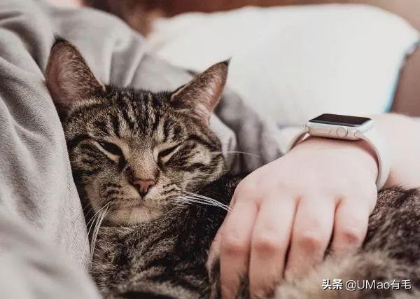 猫咪爱你的16种表现，猫咪说爱你的15个动作