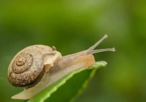 牙齿最多的动物是什么，牙齿最多的动物是哪个动物（和它比起来也是弟弟）