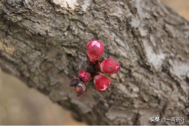 瓯怎么读，颐怎么读 拼音（鲁西南方言杂谈-瓯）