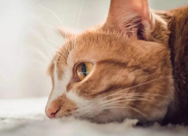 猫咪呕吐怎么办，猫咪呕吐的时候该怎么办（猫咪呕吐是什么原因）