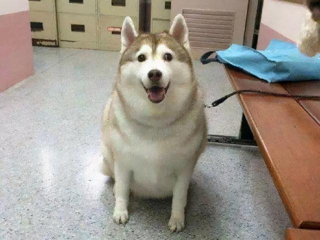 哈士奇标准,哈士奇为什么有的胖有的瘦(哈士奇狗窝)