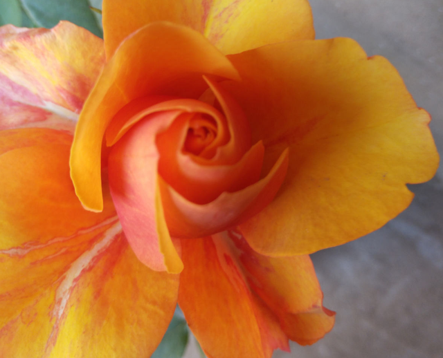 香槟玫瑰，阳台种香槟玫瑰，高贵又仙气（香槟玫瑰和白玫瑰混合花束寓意）