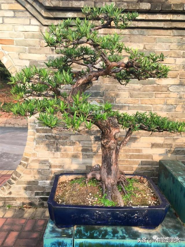 罗汉松盆景欣赏精品，海岛罗汉松——我的红颜知己