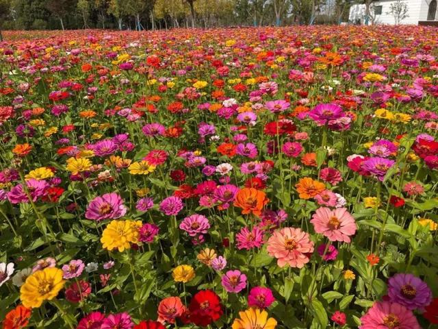 紫薇花什么季节开花，紫薇什么时候开花（温度高也不休眠）