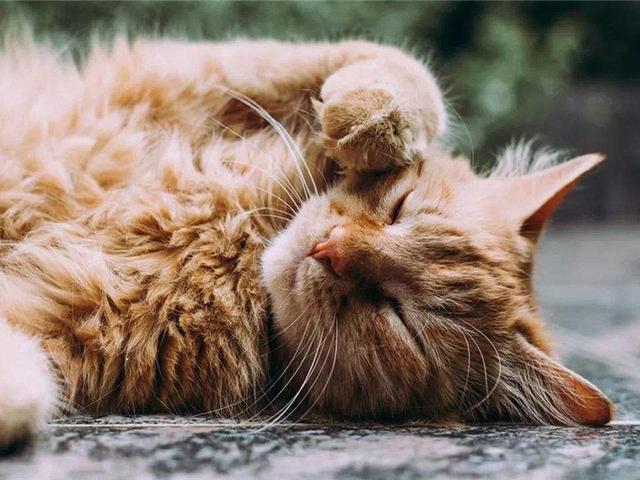 猫咪毛发颜色变黄是什么原因，气温、营养不良等原因都会导致其毛发变色