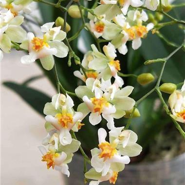 文心兰的花语，文心兰的养殖方法和注意事项（文心兰花语及养护、科普）