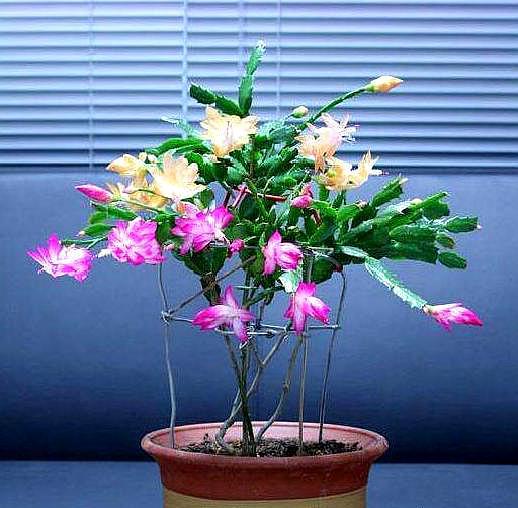 叶仙是什么植物开花吗(嫁接蟹爪兰长得快,开花多,都叫它"万能树")