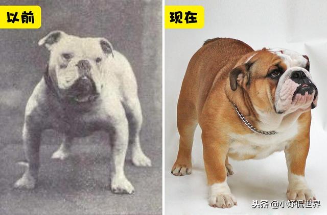 丝毛狗什么品种，丝毛犬有哪些品种（10种随着时间的推移而改变了容颜的犬种）