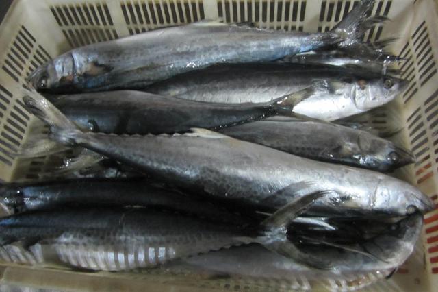 没有刺的鱼是什么鱼，什么鱼没有刺（这5种鱼纯野生）