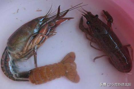 自己在家怎么养小龙虾，自己在家怎么养小龙虾苗（不买任何饲料投喂小龙虾）