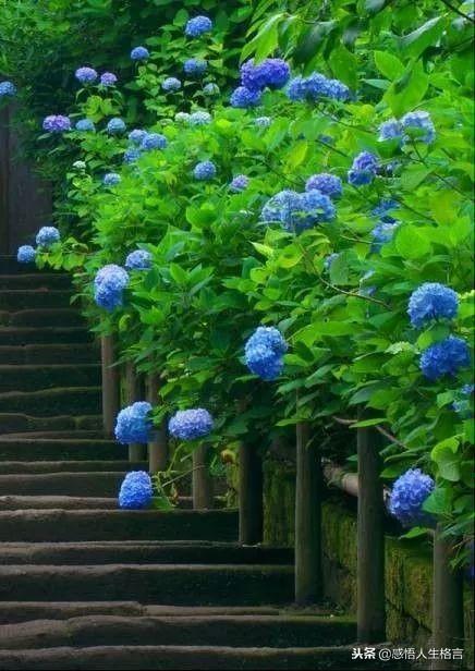 七色堇花语是什么，七色堇花语和传说（这些奇花异草太美了）