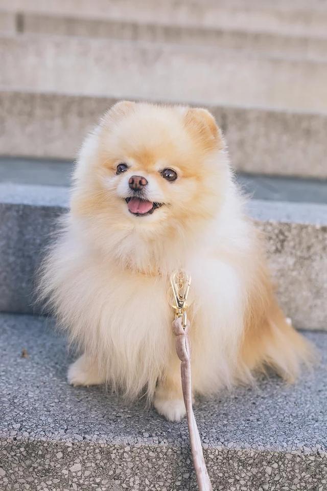 狗狗长耳朵短尾巴这是什么狗狗，长耳朵短尾巴是什么狗图片（专治看狗就说：那个啥狗来的）