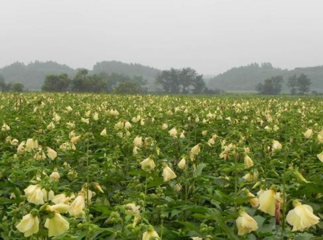 金花葵的养殖方法，金花葵的养殖方法视频（农民教你种植清热凉血、消炎镇痛的金花葵）