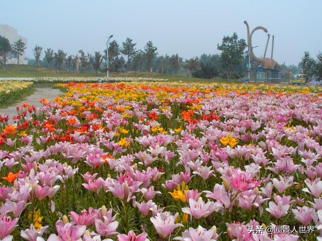 百合花的寓意是什么，百合花有几种颜色（不知道送百合花什么含义的朋友要注意了）
