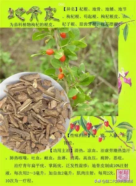 常见中草药图谱，中草药经典图谱（让你知道常用药都长啥样）