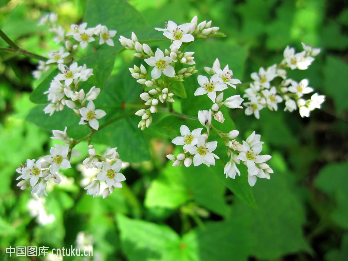 野荞麦拼音yě qiáo mài别名苦荞头,金荞麦,荞麦三七,万年荞,铁石子