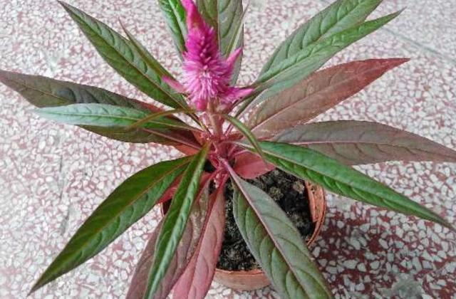 鸡冠花什么时候开，鸡冠花什么时候开花（鸡冠花什么时候开花一天之内）