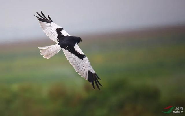 鹳怎么读，颧怎么读音读出来（鹬、鸫、鸲、鹟、鹎、鹳、鹮……这都是啥鸟）