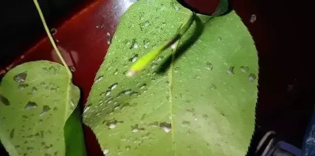 代森锰锌的功效与作用，代森锰锌的功效与作用的价格是多少（代森锰锌经常用）