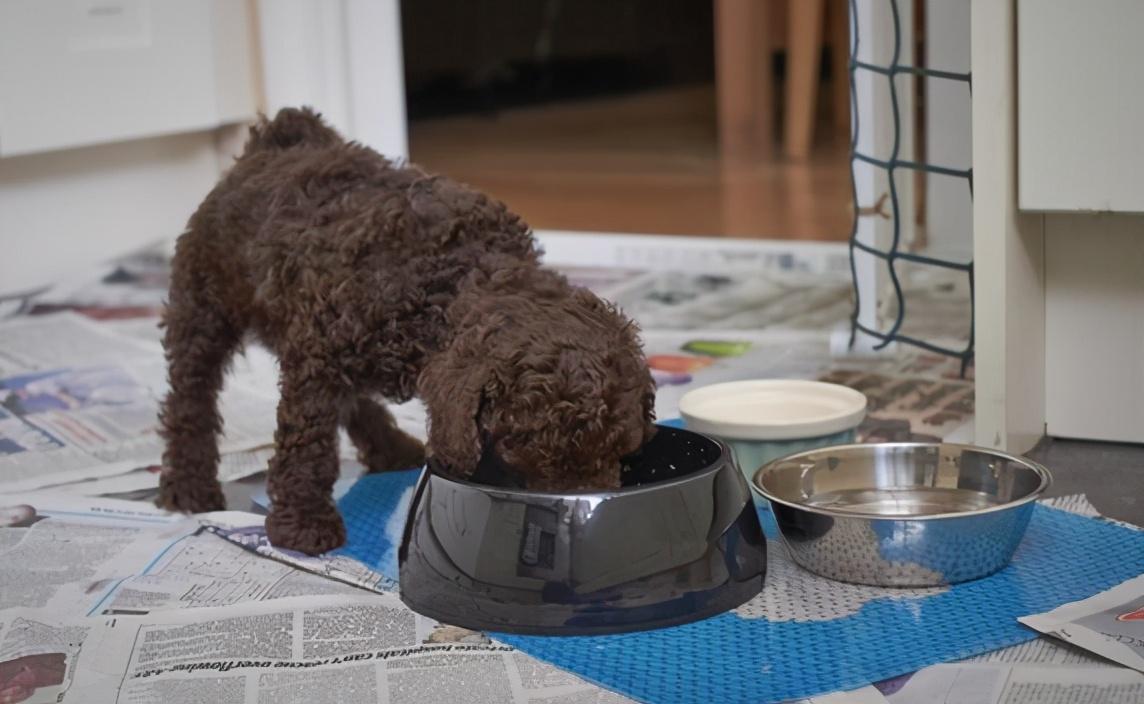 狗的抗寒能力是多少°c，2度穿什么衣服合适（这7种“不耐寒”的狗狗）