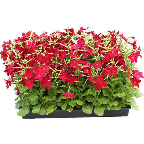 花烟草的习性及栽培管理，花烟草种植方法和时间（每天认识一种园林植物——观花植物之44花烟草）