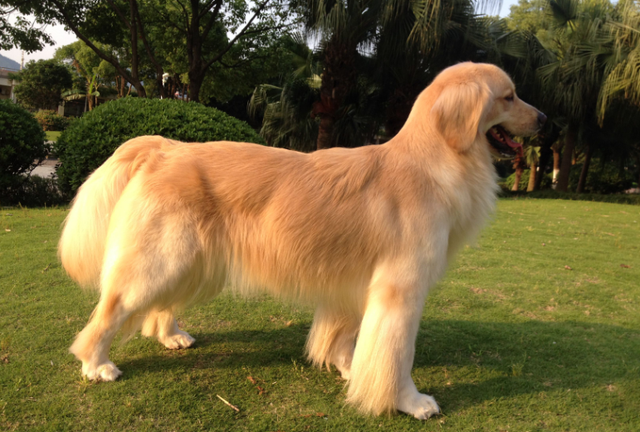 宠物狗排名，最好看的7种狗排名（宠物狗排名前十）