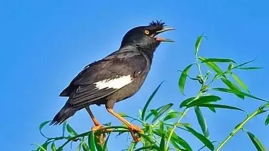 八哥可以养殖吗，饲养八哥的注意事项