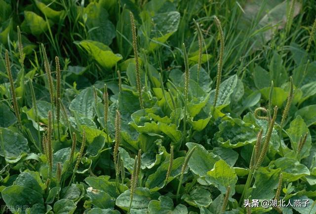 野菜种类有什么，野菜的种类和图片大全（你想要的野菜这里都有）