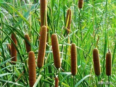 水生植物有哪些，常见的水生植物有哪些（水生植物大全）