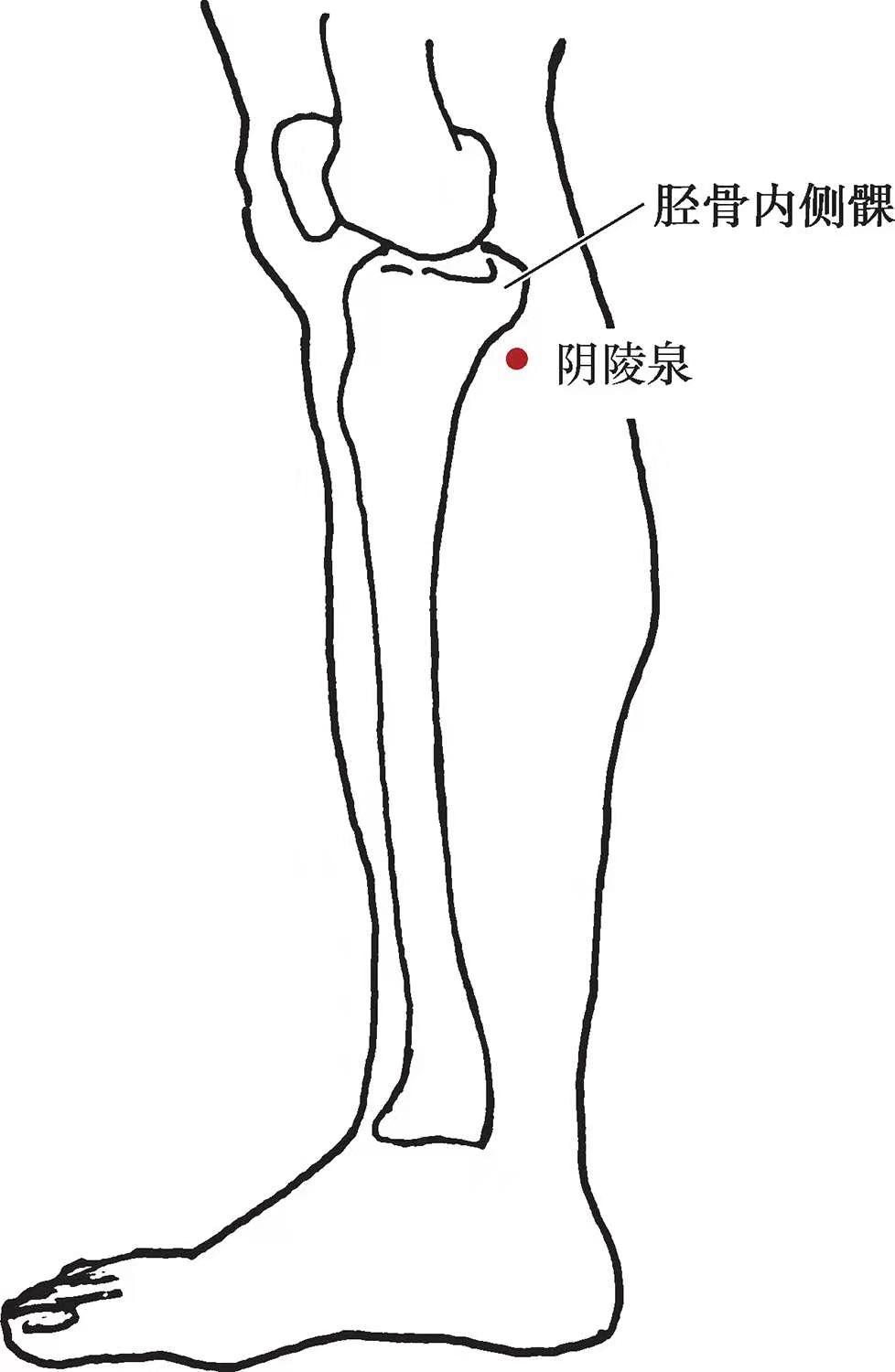 阴陵泉穴位(阴陵泉位置图和作用的准确)插图(1)