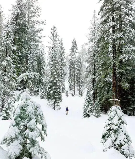 松树是什么样子的，松树长什么样子图片（科普答疑：松树会开花吗）